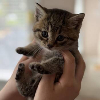 Domestic Short Hair Cats Available for Adoption in York, Pennsylvania - Thistle | PetCurious