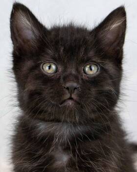 Domestic Short Hair Cats Available for Adoption - Aphrodite | PetCurious