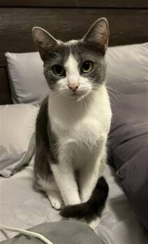 LUNA -  Domestic Short Hair Cat for Adoption in Houston, Texas - LUNA | PetCurious