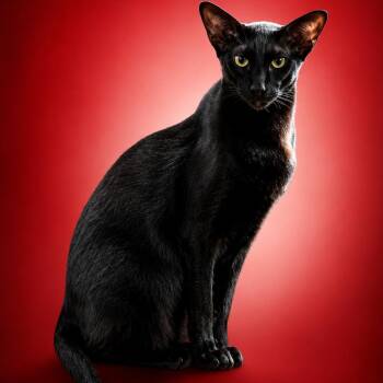 Black beauty (declawed) -  Oriental Short Hair Cat for Adoption - Black Beauty (declawed) | PetCurious