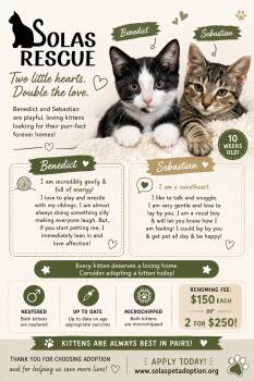 Sebastian and Benedict -  Domestic Short Hair Cat Available for Adoption in Council Bluffs, Iowa - Sebastian And Benedict | PetCurious