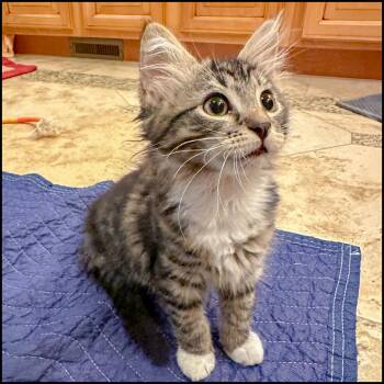 Domestic Medium Hair and Tabby Cats Available for Adoption in Roswell, Georgia - Sahara | PetCurious