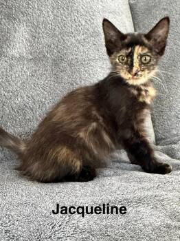 Jacqueline -  Domestic Short Hair Cat for Adoption in West Palm Beach, Florida - Jacqueline | PetCurious