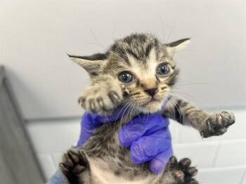 NAS -  Domestic Short Hair Cat for Adoption in Ocala, Florida - NAS | PetCurious