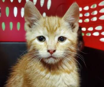 Domestic Short Hair Cats Available for Adoption in Kansas City, Missouri - Samson | PetCurious