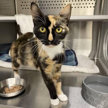 Phantom -  Domestic Short Hair Cat for Adoption in Warwick, Rhode Island - Phantom | PetCurious