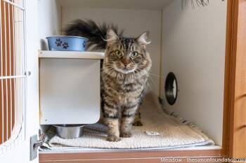 Meadow -  Domestic Medium Hair Cat for Adoption in Bloomfield, Connecticut - Meadow | PetCurious