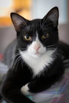 Domestic Short Hair Cats Available for Adoption in Salisbury, Maryland - Dapper | PetCurious