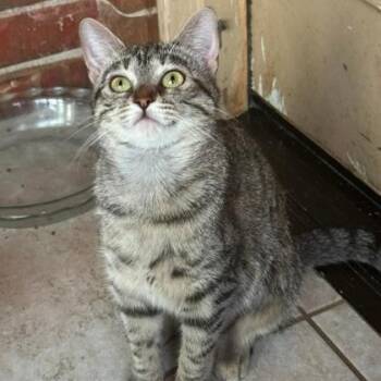 Remy -  Domestic Short Hair Cat for Adoption in Warr Acres, Oklahoma - Remy | PetCurious