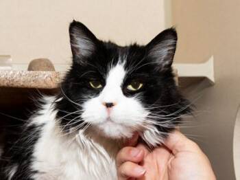Domestic Medium Hair and Domestic Short Hair Cats Available for Adoption in Longmont, Colorado - Pepper | PetCurious