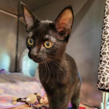 Pip -  Domestic Short Hair Cat for Adoption in Nashville, Indiana - Pip | PetCurious