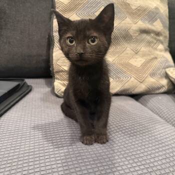 Muffin -  Domestic Short Hair Cat for Adoption in Moorestown, New Jersey - Muffin | PetCurious