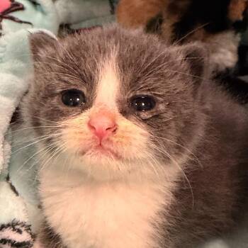 Domestic Short Hair Cats Available for Adoption in Los Angeles, California - Pozole | PetCurious