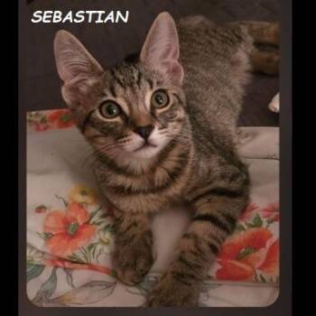Sebastian -  Domestic Short Hair Cat for Adoption in Prescott, Arizona - Sebastian | PetCurious