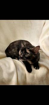 Rescue Tortoiseshell Cats for Adoption in Richmond, Virginia - Marmalade | PetCurious
