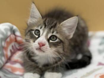 Hogan -  Domestic Long Hair Cat for Adoption in Portland, Oregon - Hogan | PetCurious