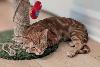 Bryce -  Tabby and Domestic Short Hair Cat for Adoption in Melbourne, Florida - Bryce | PetCurious