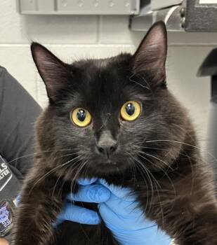 Lilah -  Domestic Long Hair Cat for Adoption in Golden, Colorado - Lilah | PetCurious