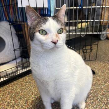 Hunter -  Domestic Short Hair Cat for Adoption in Fort Lauderdale, Florida - Hunter | PetCurious