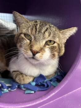 Buddy -  Tabby Cat for Adoption in Grand Rapids, Michigan - Buddy | PetCurious