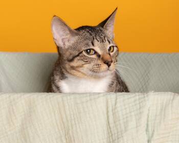 Pepper -  Tabby and Domestic Short Hair Cat for Adoption in Pflugerville, Texas - Pepper | PetCurious