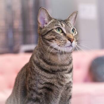 Rescue Domestic Short Hair Cats for Adoption in St. Augustine, Florida - Penelope | PetCurious