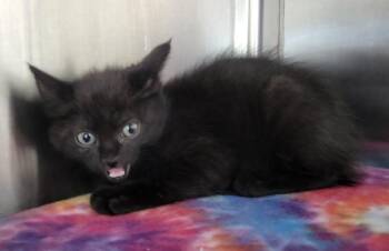Domestic Short Hair Cats Available for Adoption in Kennewick, Washington - Paisley | PetCurious