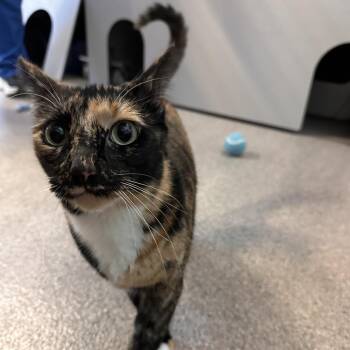 Tana -  Domestic Short Hair Cat for Adoption in Sarasota, Florida - Tana | PetCurious