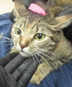 (683) -  Domestic Short Hair Cat for Adoption in Marietta, Georgia - (683) | PetCurious