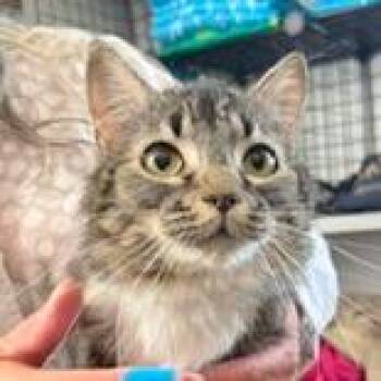 Shakira -  Domestic Medium Hair and Domestic Short Hair Cat Available for Adoption in Woodinville, Washington - Shakira | PetCurious