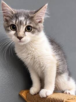 Lucy Lou -  Domestic Medium Hair Cat for Adoption in Sioux Falls, South Dakota - Lucy Lou | PetCurious