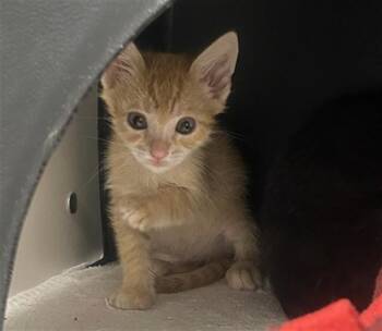 POLLO -  Domestic Short Hair Cat for Adoption in Ontario, California - POLLO | PetCurious