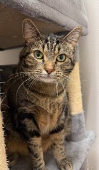 Peggy Sue -  Domestic Short Hair Cat for Adoption in Yankton, South Dakota - Peggy Sue | PetCurious