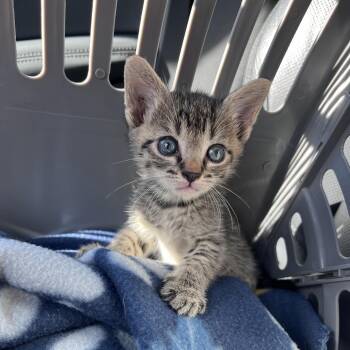 Tab -  Domestic Short Hair Cat for Adoption in Winston-salem, North Carolina - Tab | PetCurious