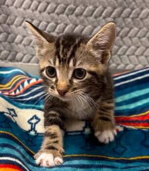 Troy -  Domestic Short Hair Cat for Adoption in Lampasas, Texas - Troy | PetCurious