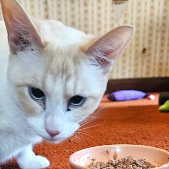 Rescue Siamese and Domestic Short Hair Cats for Adoption in Council Bluffs, Iowa - Marshmallow -- (df) | PetCurious
