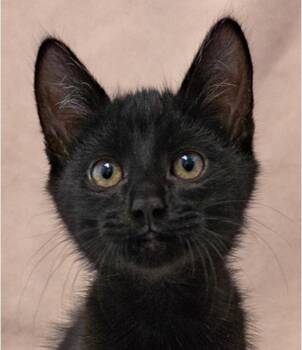 Rescue Domestic Short Hair Cats for Adoption in Encinitas, California - Gomez | PetCurious
