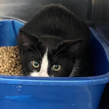 Domestic Short Hair Cats Available for Adoption - Valentino | PetCurious