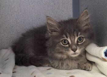 Chipmunk -  Domestic Long Hair Cat for Adoption in Liverpool, New York - Chipmunk | PetCurious