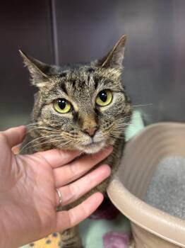Callie -  Domestic Short Hair Cat for Adoption in New Cumberland, West Virginia - Callie | PetCurious