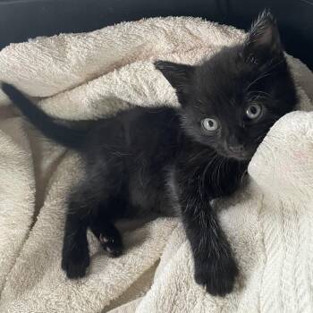 Domestic Short Hair Cats Available for Adoption - Moochie | PetCurious