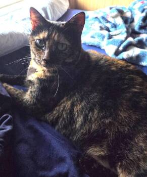 Tortoiseshell and Domestic Short Hair Cats Available for Adoption in Buford, Georgia - Cinnamon Toast | PetCurious