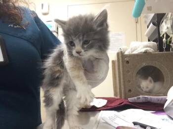 Domestic Short Hair Cats Available for Adoption in Riverside, California - S