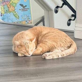 Lucky -  Domestic Short Hair Cat for Adoption in Las Vegas, Nevada - Lucky | PetCurious