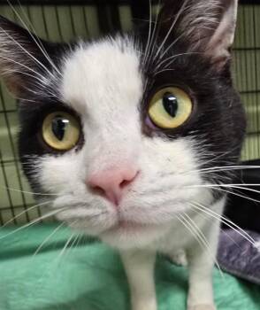 Domestic Short Hair Cats Available for Adoption in Auburn, Indiana - Rocky Horror Picture Show | PetCurious
