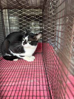 Tux -  Domestic Short Hair Cat for Adoption in New Braunfels, Texas - Tux | PetCurious