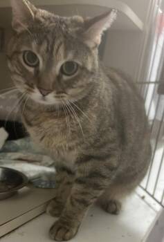 Lady Bug -  Domestic Short Hair Cat for Adoption in Windsor, Connecticut - Lady Bug | PetCurious