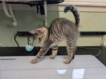 Donut -  Tabby Cat for Adoption in San Antonio, Texas - Donut | PetCurious