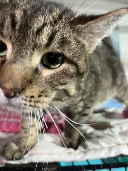 Rescue Tabby Cats for Adoption in Bloomfield, New Jersey - Howie | PetCurious