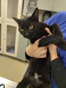 Bacardi -  Bombay and Domestic Short Hair Cat Available for Adoption in Palm Coast, Florida - Bacardi | PetCurious